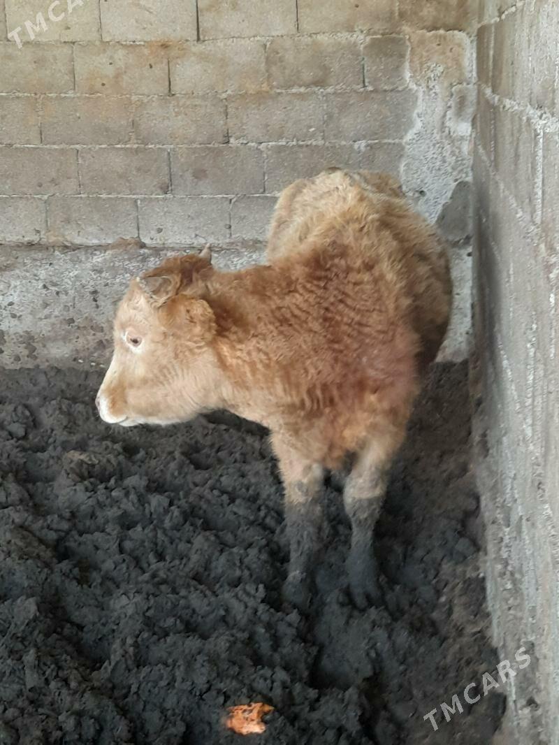 şwes öküzçe - Бузмеин - img 1