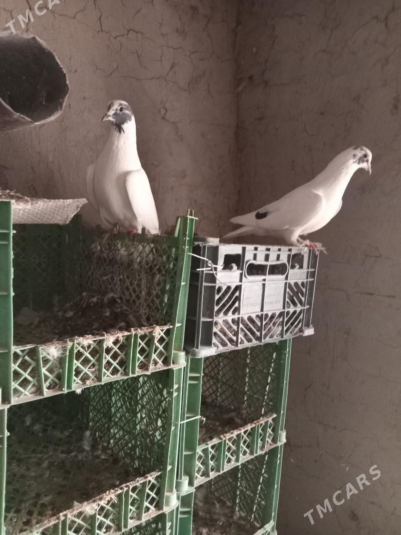 kepderi - Сакарчага - img 1