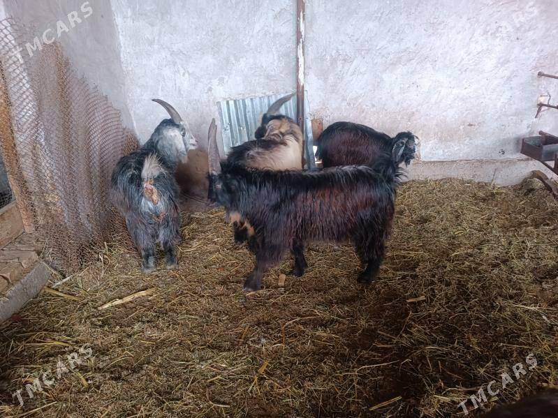 teke we geci - Фарап - img 1