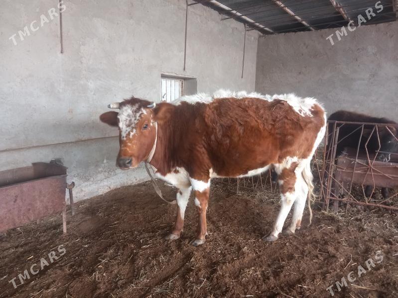 sygyr - Векильбазар - img 1