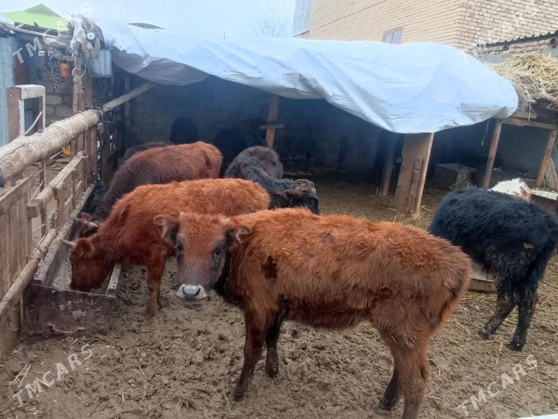 öküzçe tüwe öküz göle - Aşgabat - img 1