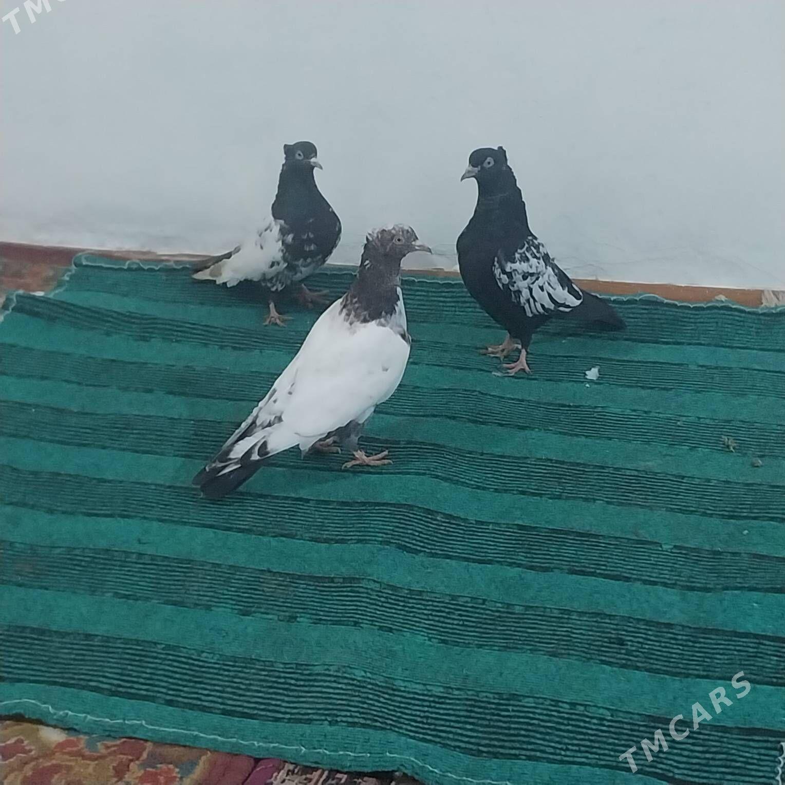 EYRAN GUSLAR. - Murgap - img 1