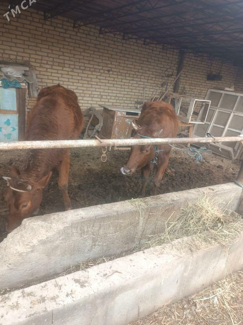 Гунажын - Çärjew - img 1