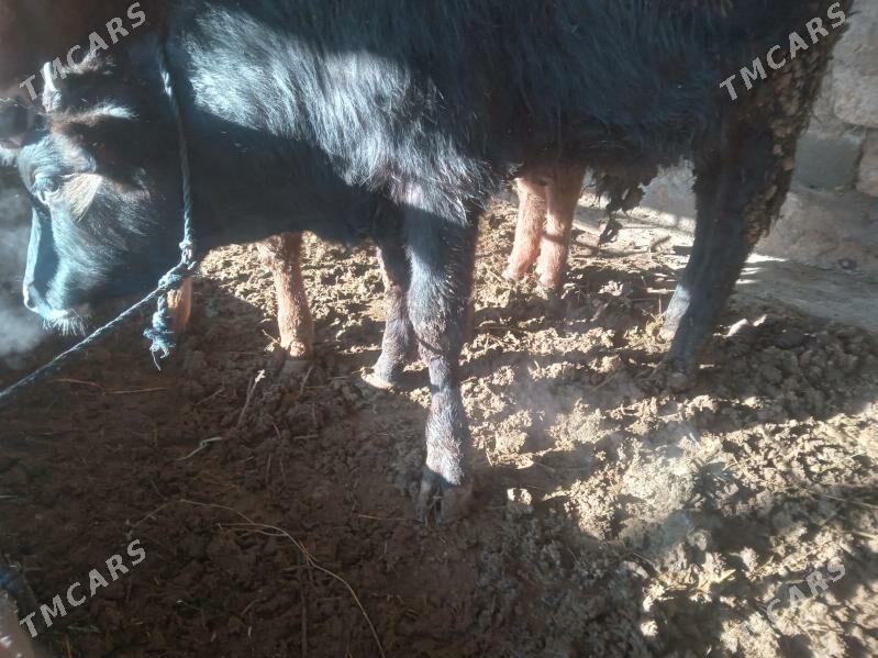 tüwe - Гёкдепе - img 1