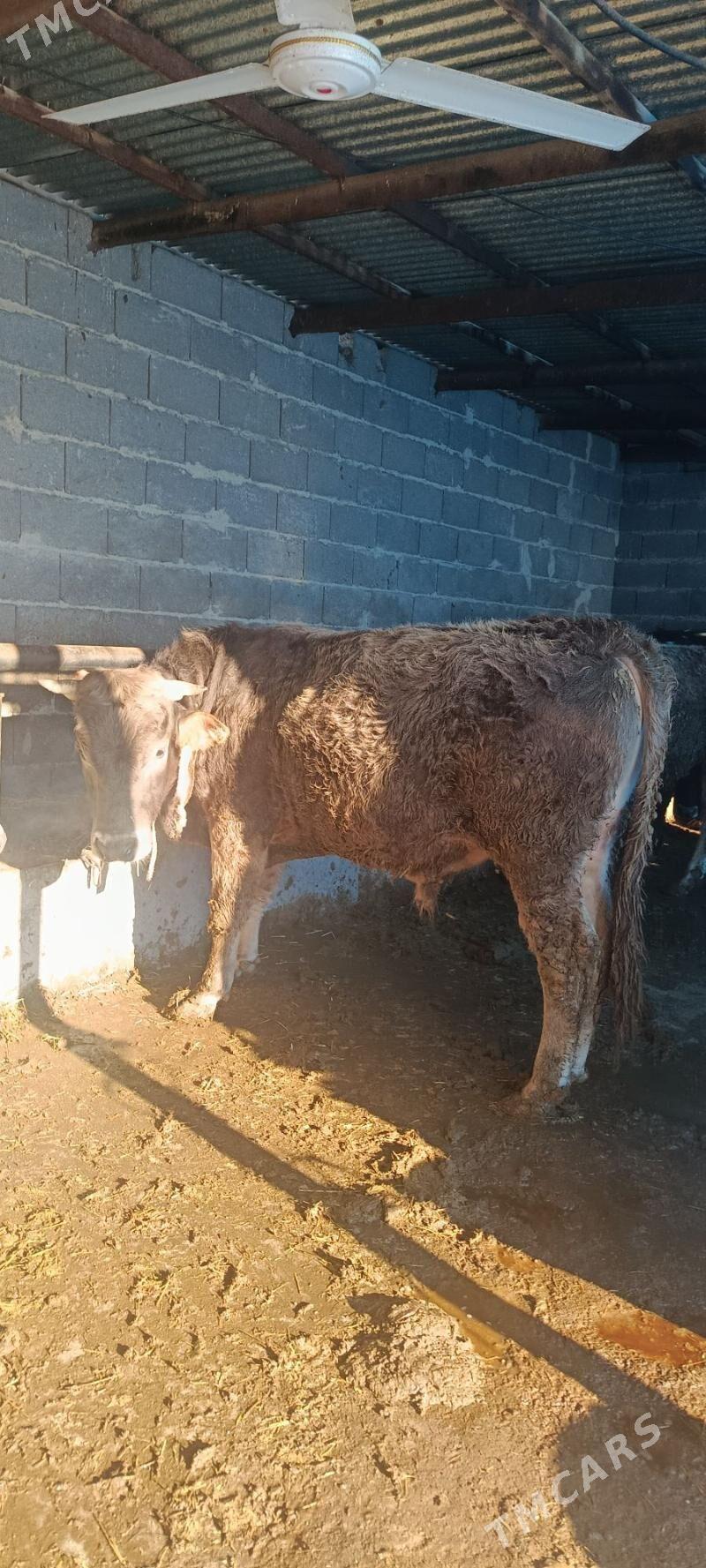 şwes okuz - Бахарден - img 1