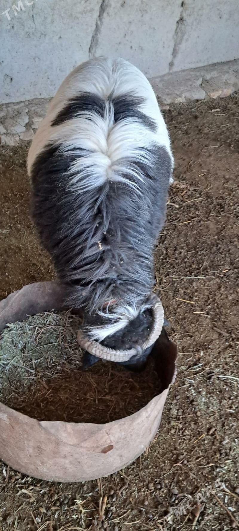 goç - Губадаг - img 1