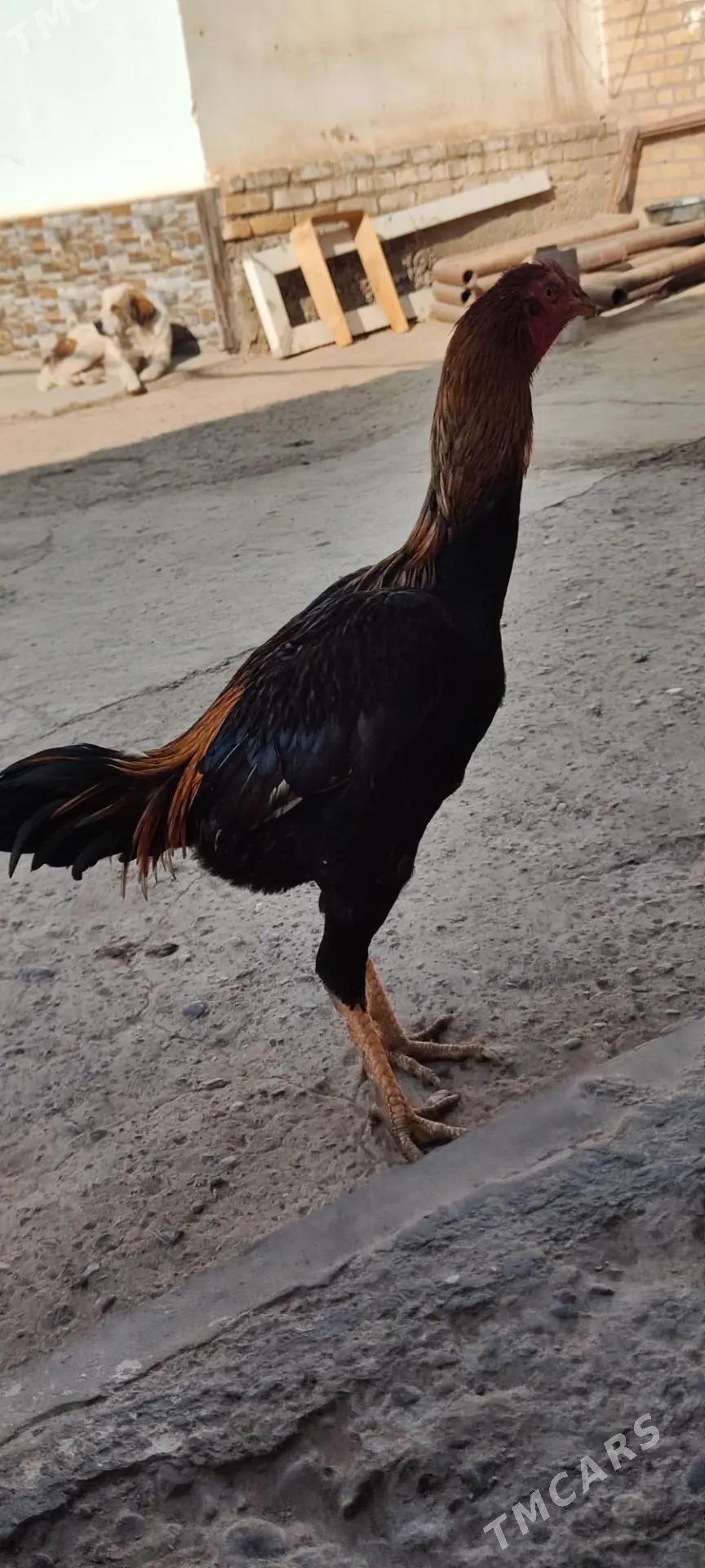 horaz - Türkmenabat - img 1