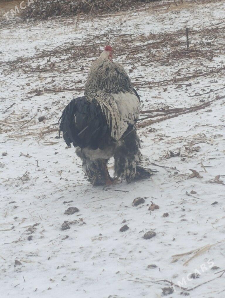 Brama horazlar - Dänew - img 1