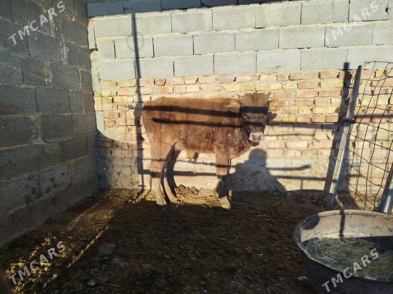 okuz - Bäherden - img 1