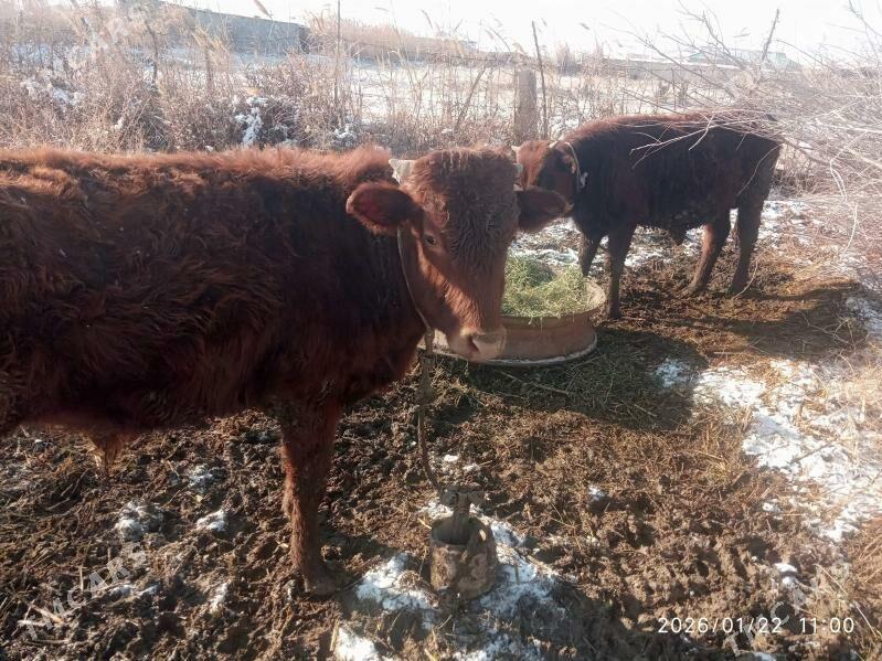 Ökuz - Бабадайхан - img 1