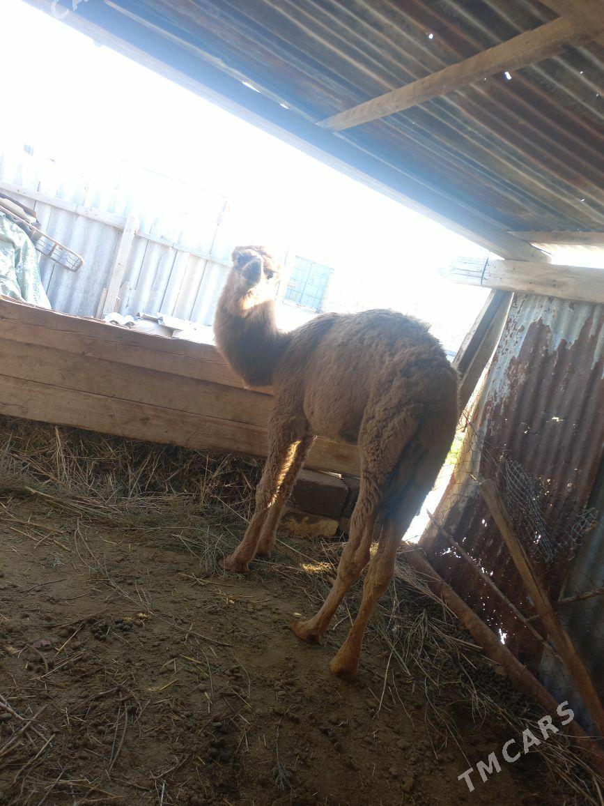 torum - Теджен - img 1