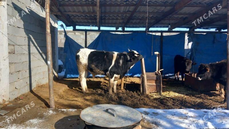 Satlyk okuz 1 yas 7 aylyk - Änew - img 1