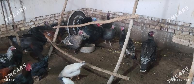 induklar - Şabat etr. - img 1