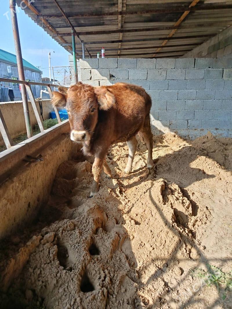 tuwe - Büzmeýin - img 1