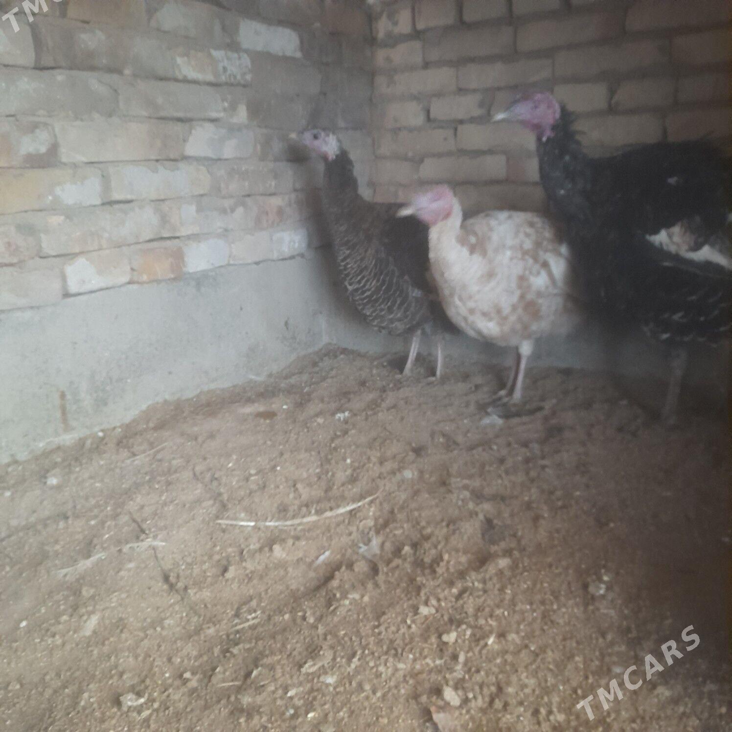 induklar - Çärjew - img 1