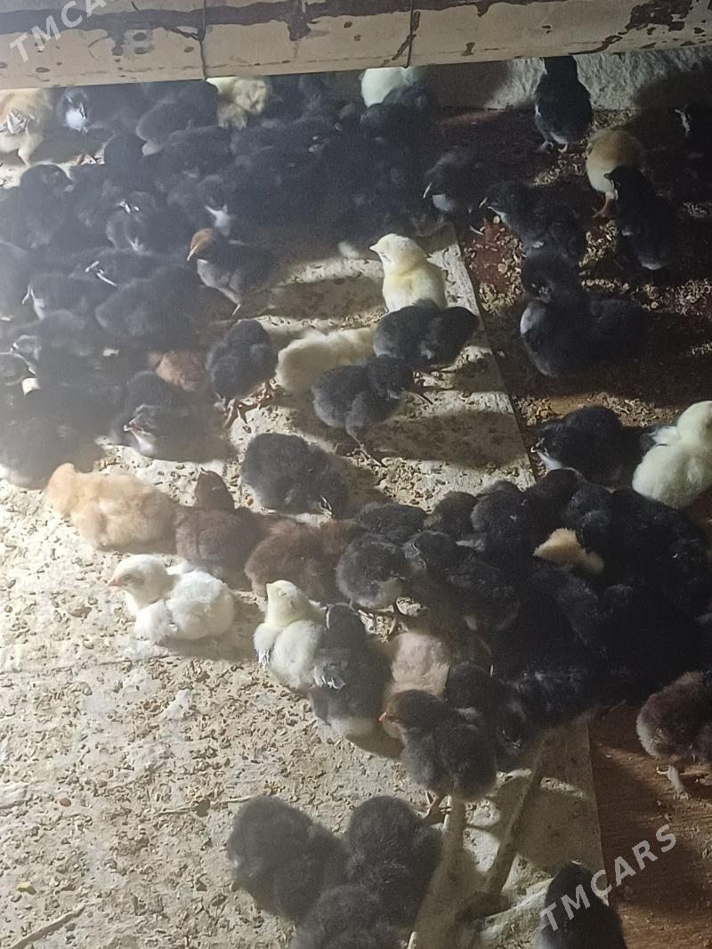 juyje gigat paroda - Чарджоу - img 1