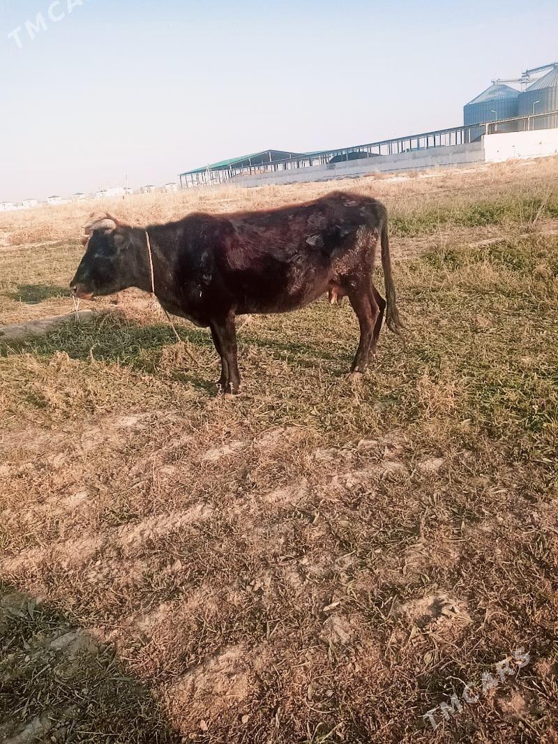 Sygyr - Babadaýhan - img 1