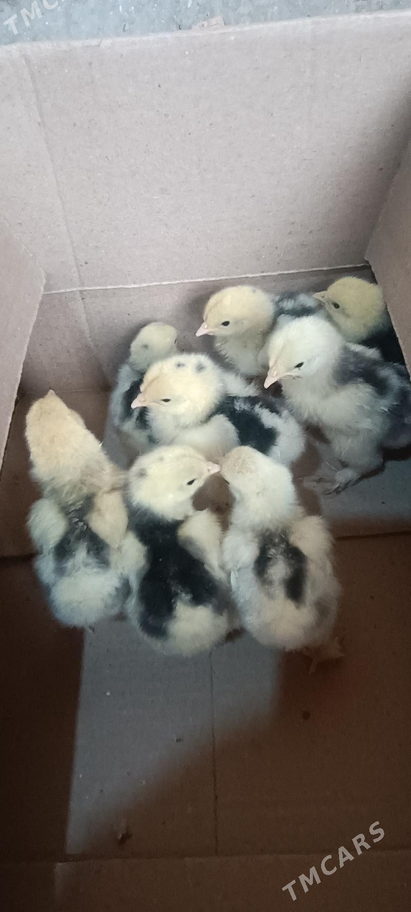 juje brama - Türkmenabat - img 1