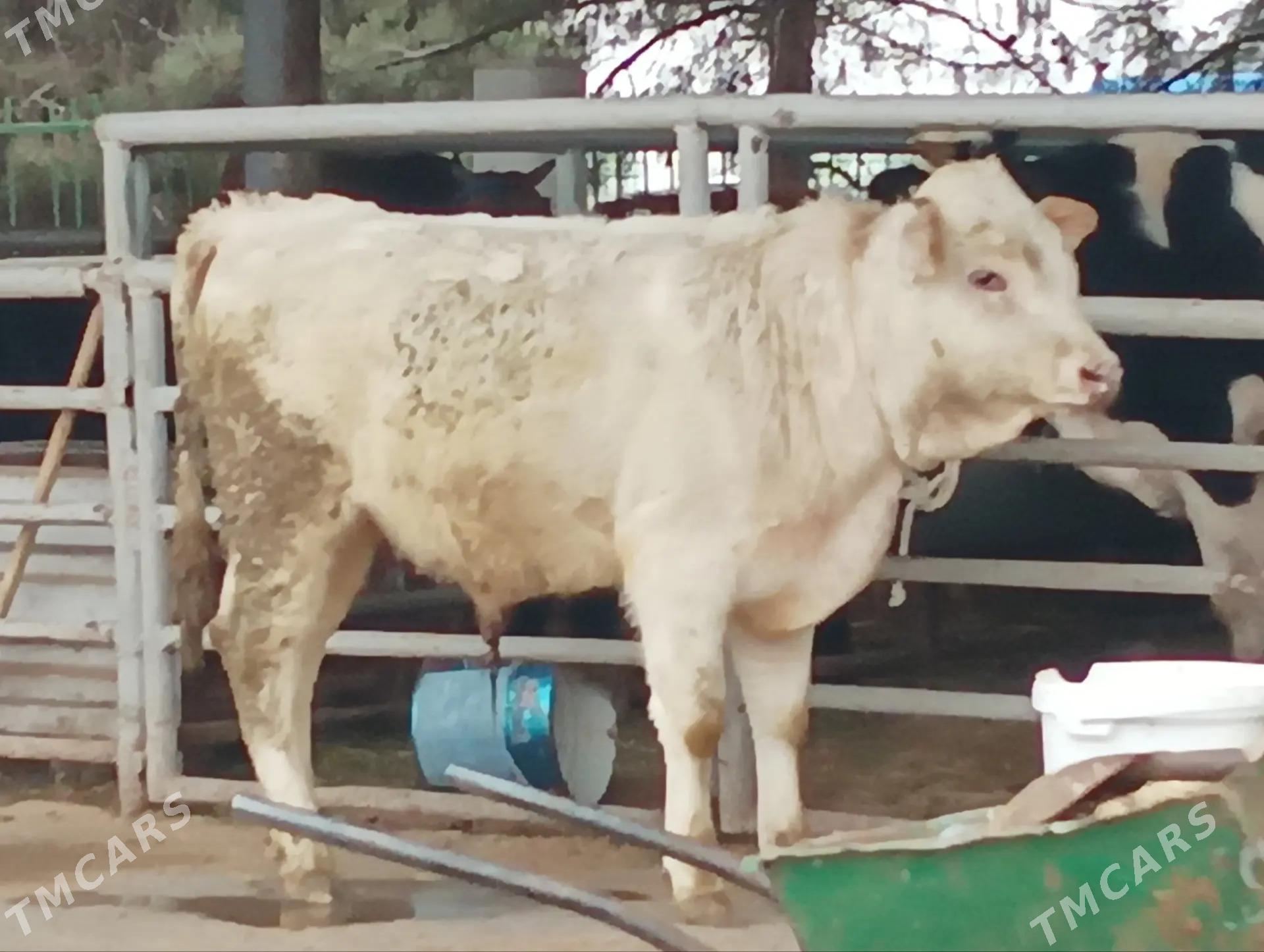 okuz - Aşgabat - img 1