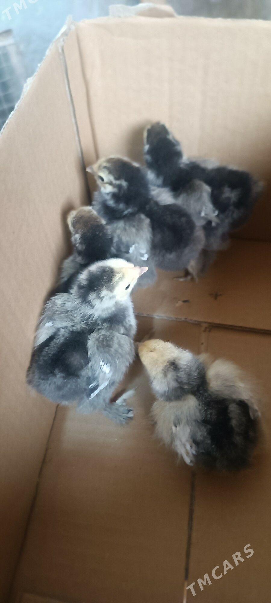 brama juje - Туркменабат - img 1