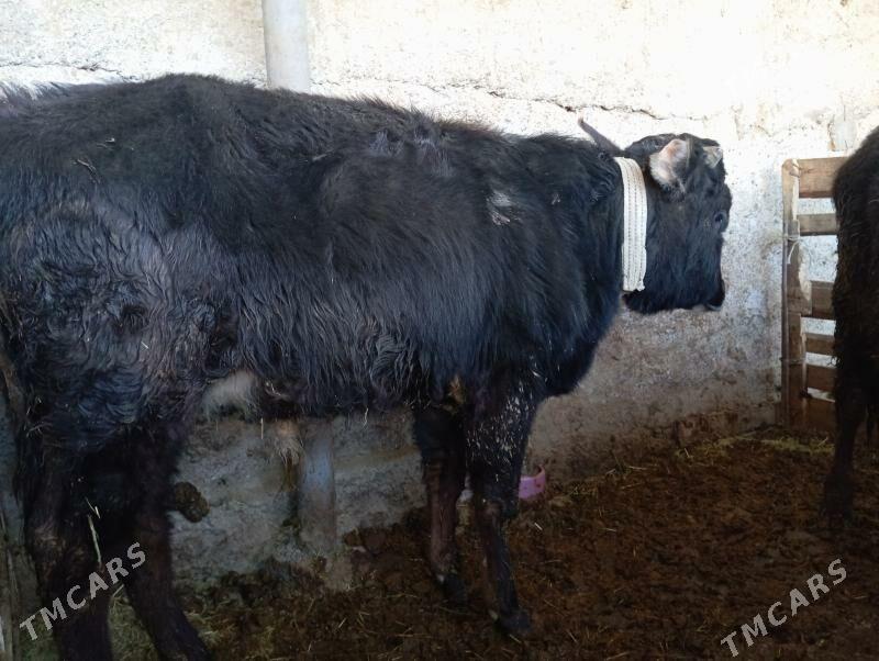 Okuz - Gurtly - img 1