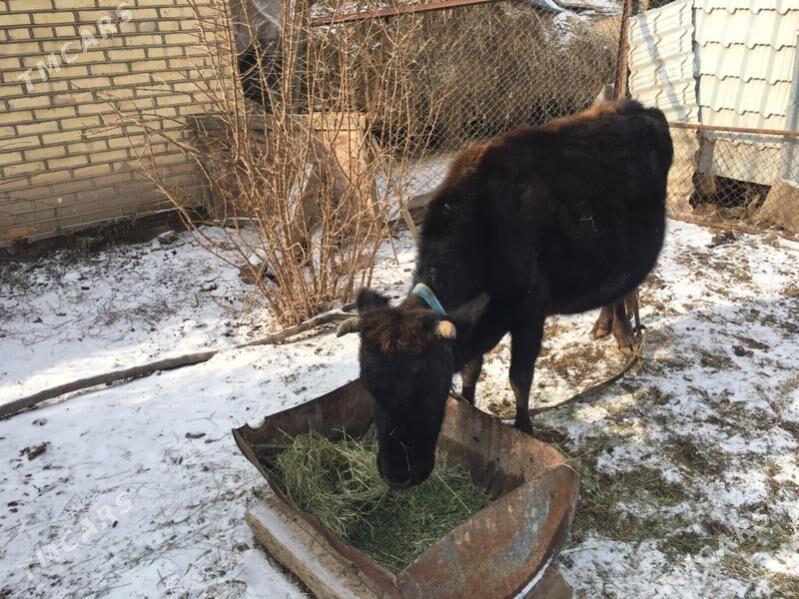 Agyr bogaz sygyr - Сакарчага - img 1