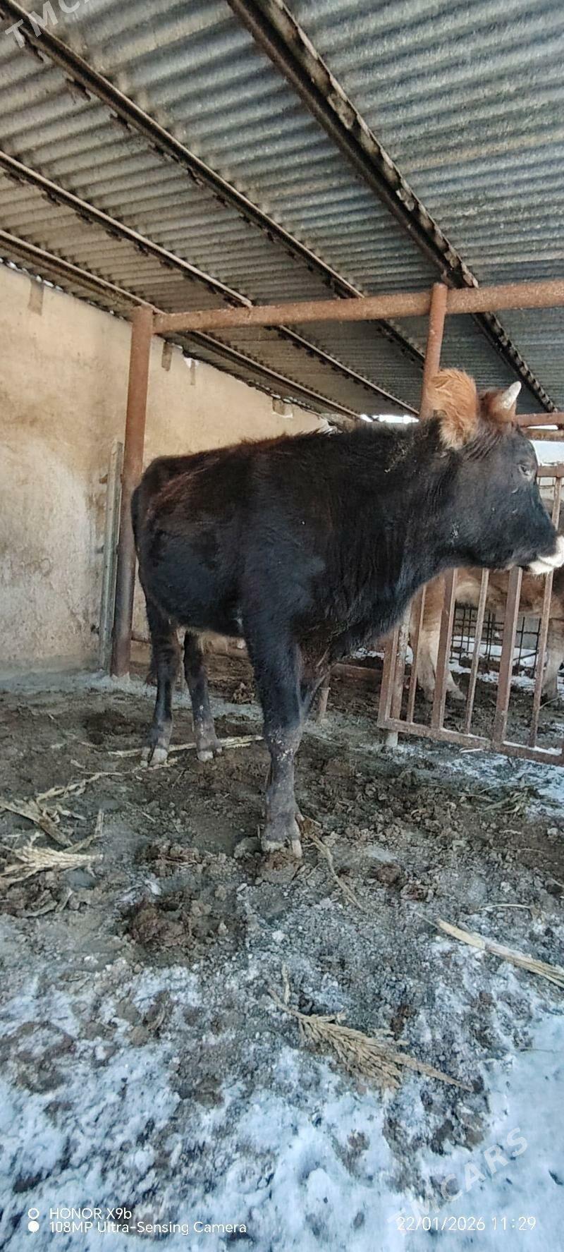 okuz - Büzmeýin - img 1