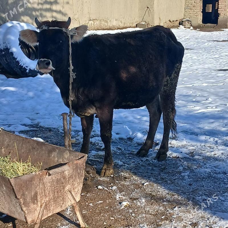 Tùwe - Bäherden - img 1