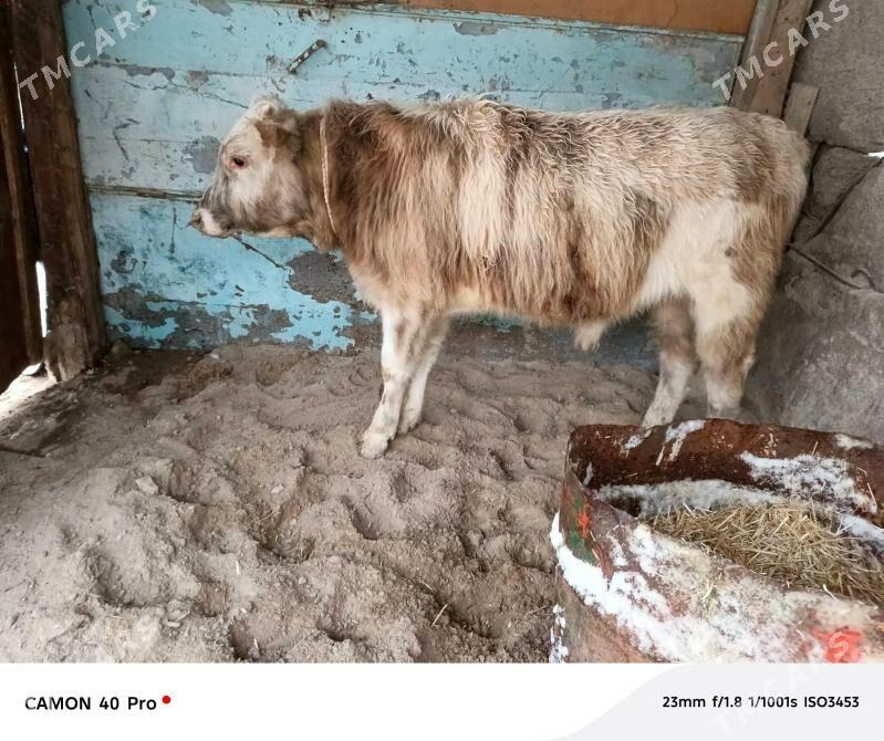 dalgyr okuz - Бахарден - img 1