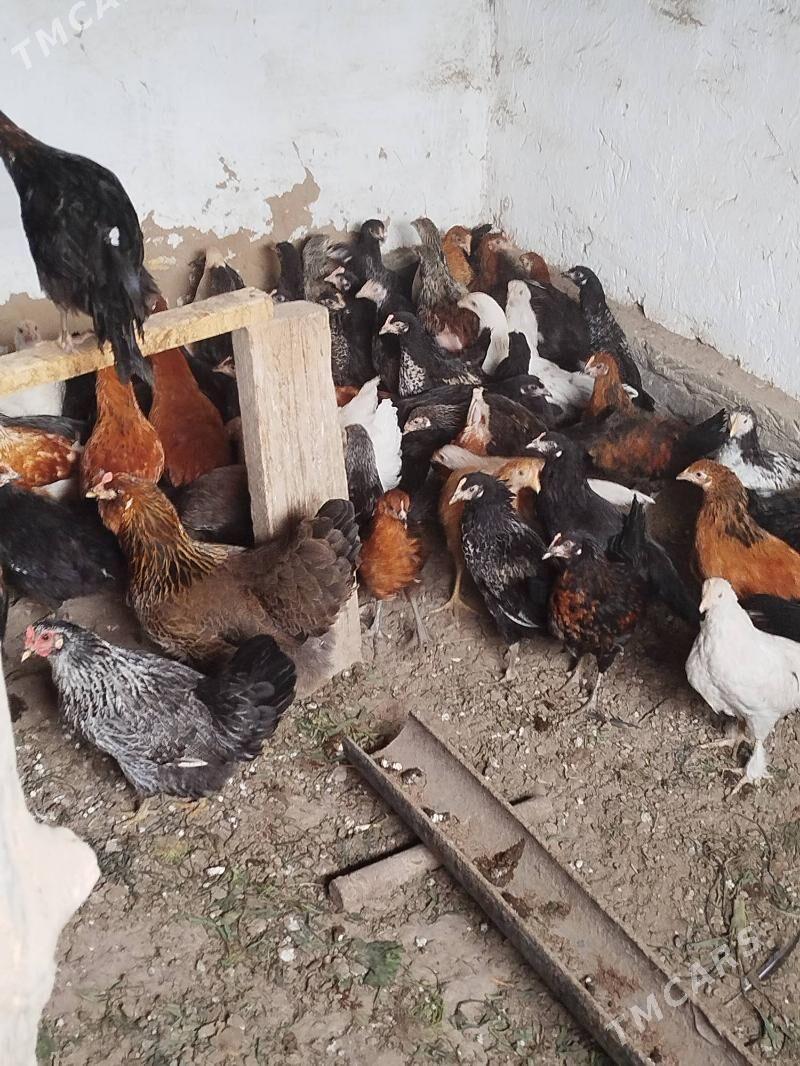 Towuk juje - Мургап - img 1