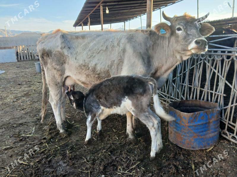 голели сыгыр - Балканабат - img 1