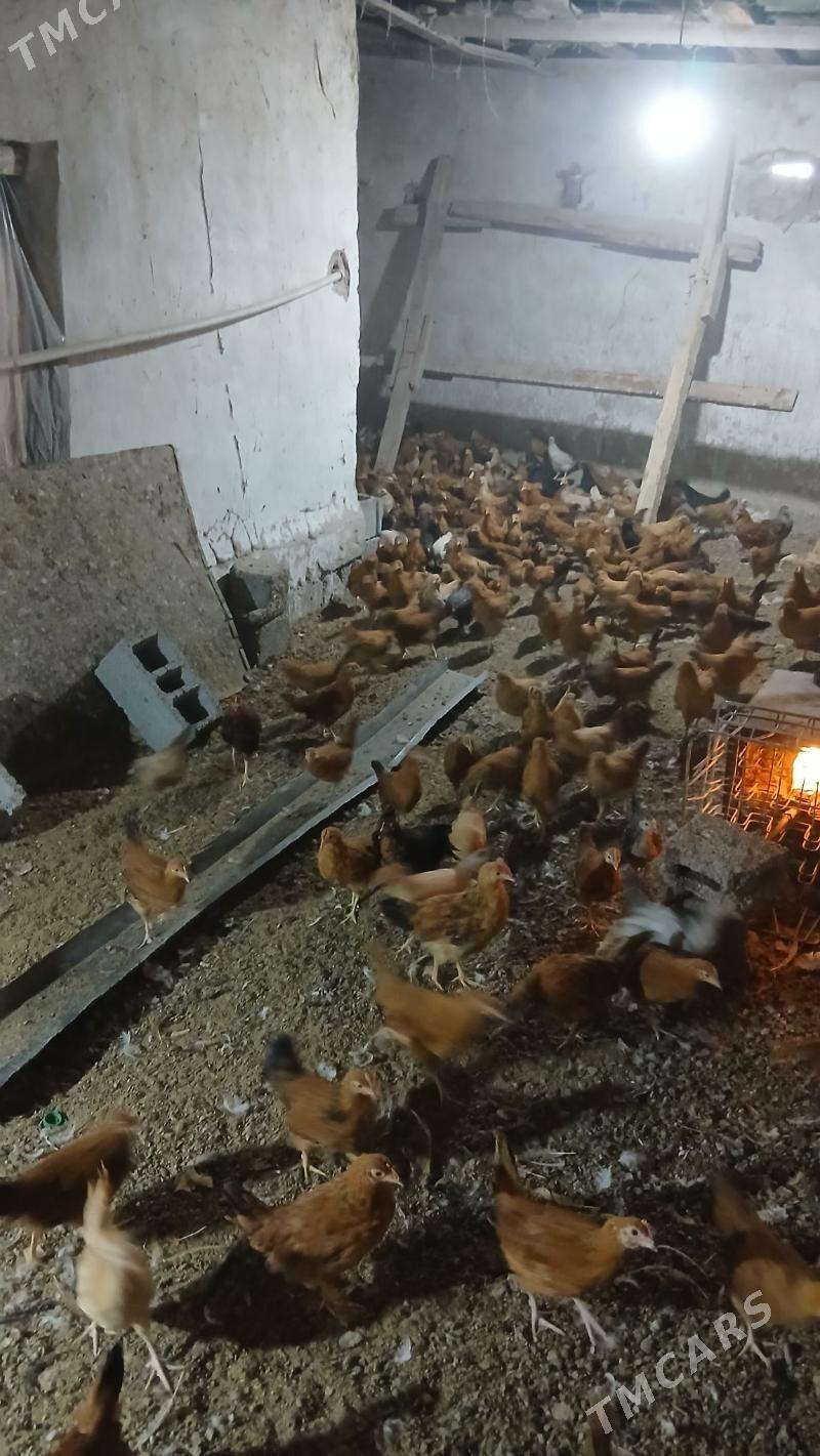 juje 3 ay bolan - Гёкдже - img 1