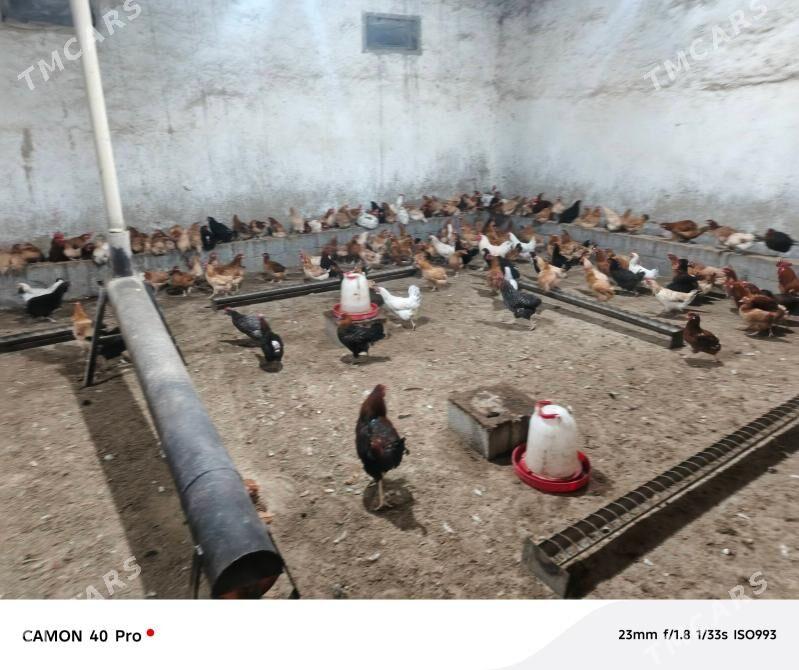 Towuk - Bäherden - img 1