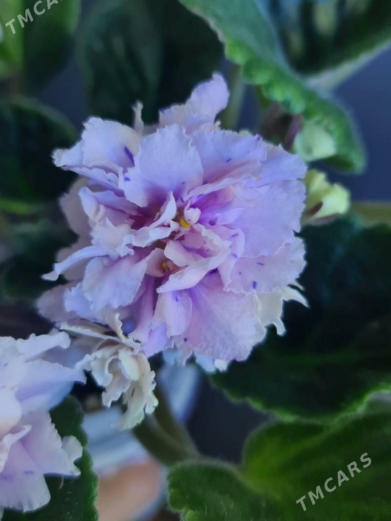 фиалка - Ашхабад - img 1