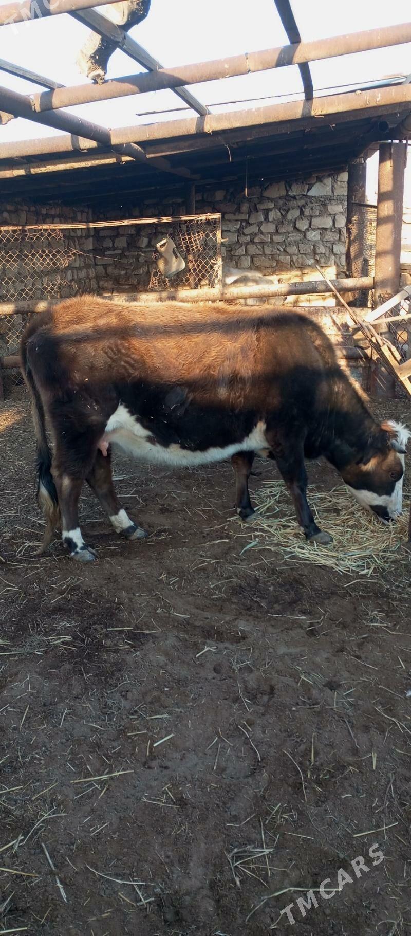 boğaz sygyr - Balkanabat - img 1