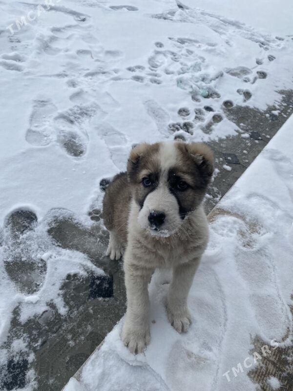 Türkmen it - Мары - img 1