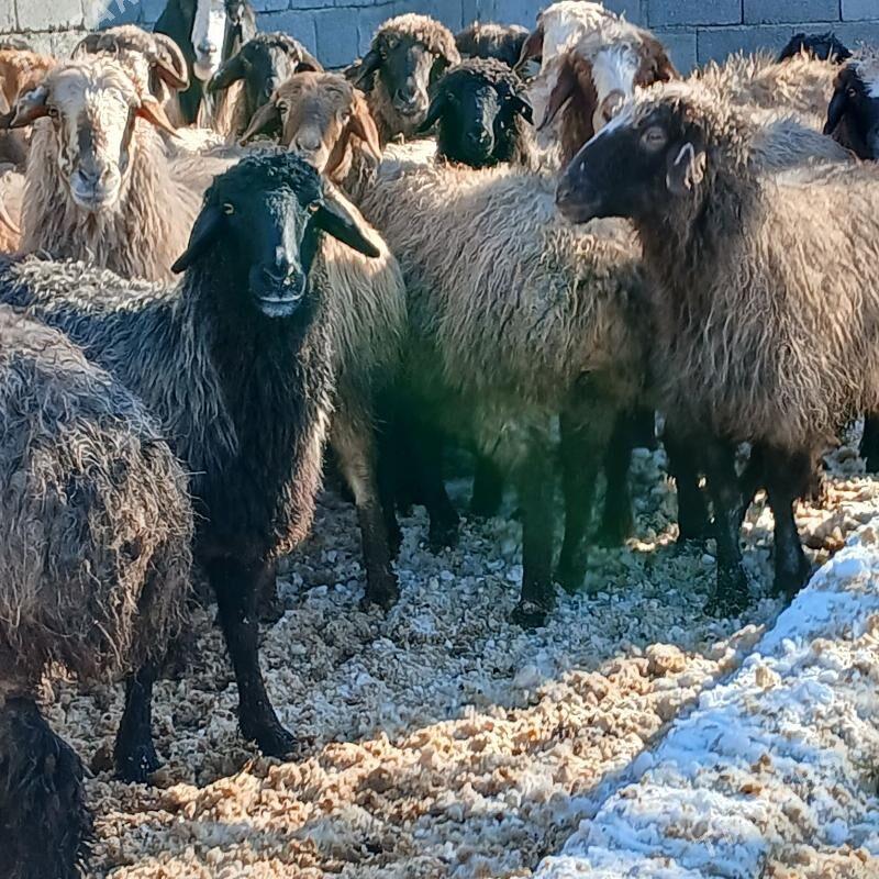 88 goyun - Ашхабад - img 1