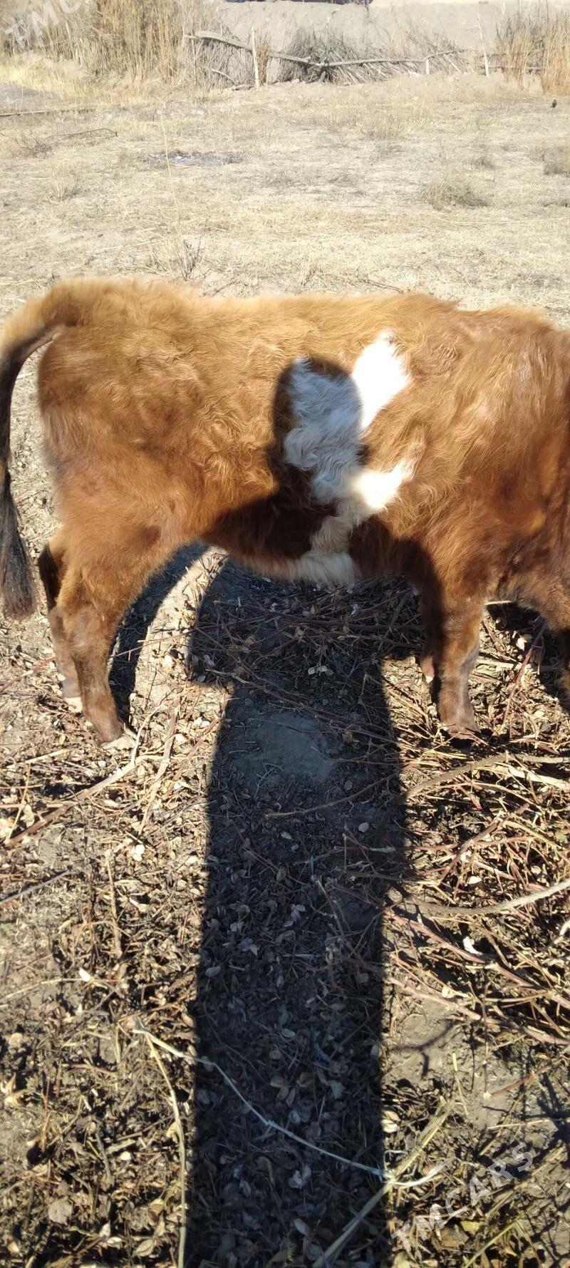 okizce - Губадаг - img 1