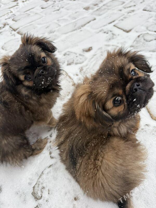 Щенки - Türkmenabat - img 1