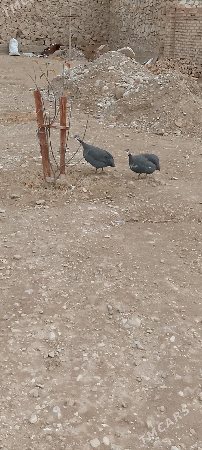 Sizarka - Балканабат - img 1