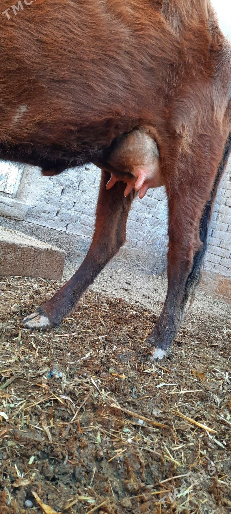 ÝAŞAJYK GÖLELI SYGYR - Кёнеургенч - img 1