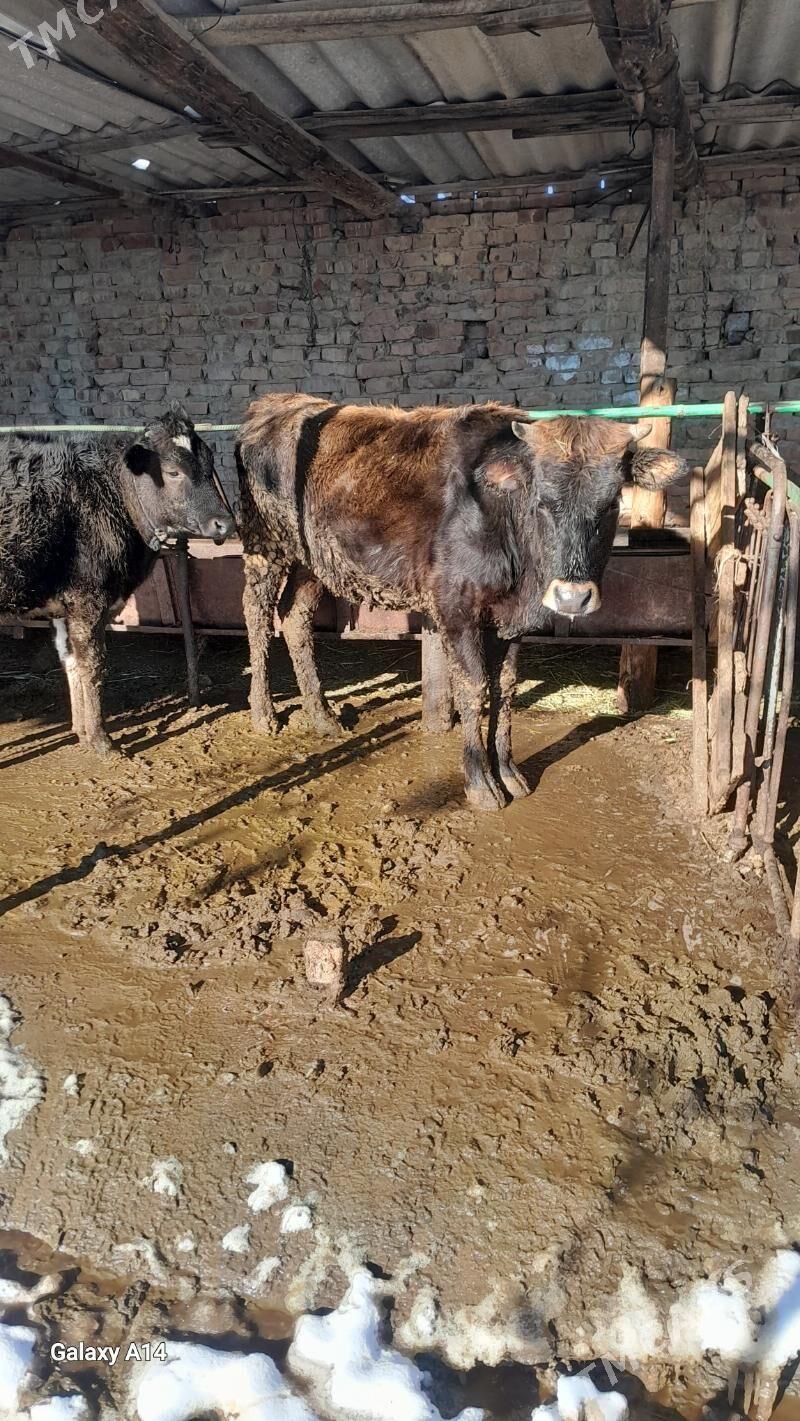 tuwe - Бахарден - img 1