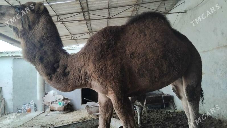 Düÿe - Бахарден - img 1