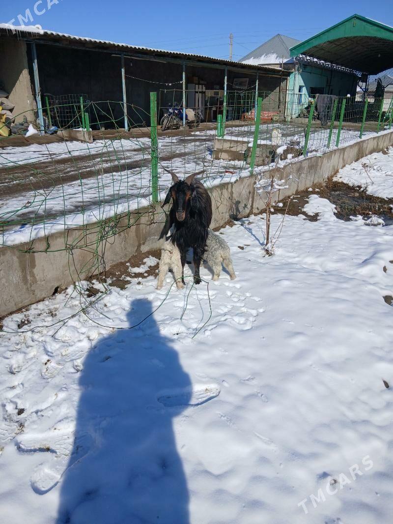 ekiz. owlakly. geci - Bäherden - img 1