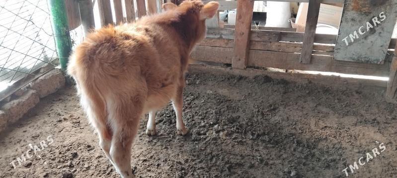 TOHIM OKÜZ - Aşgabat - img 1