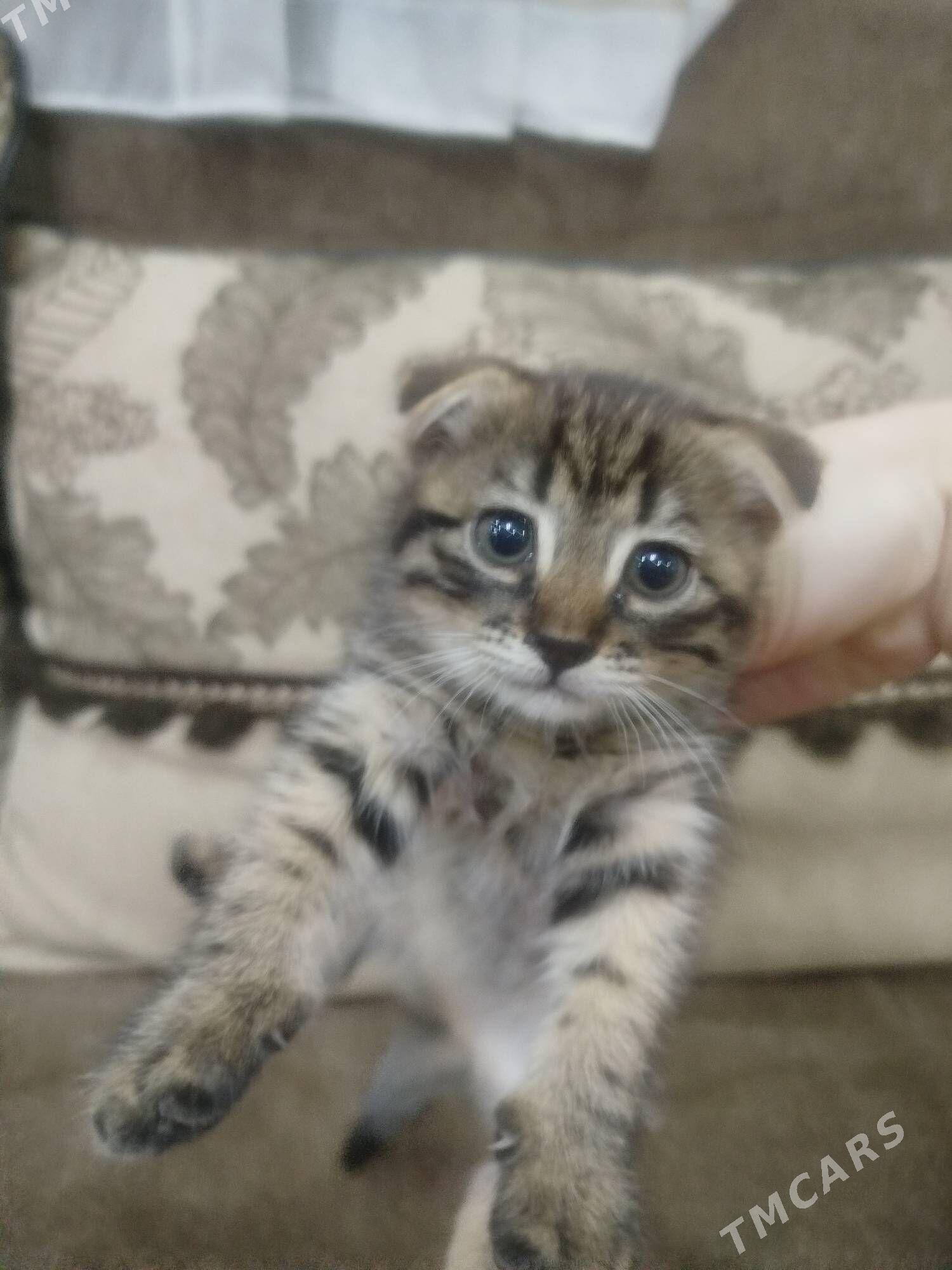 котёнок - Туркменбаши - img 1