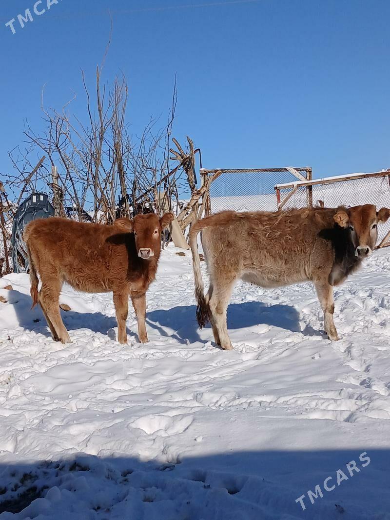 Goleler - Gyzylarbat - img 1