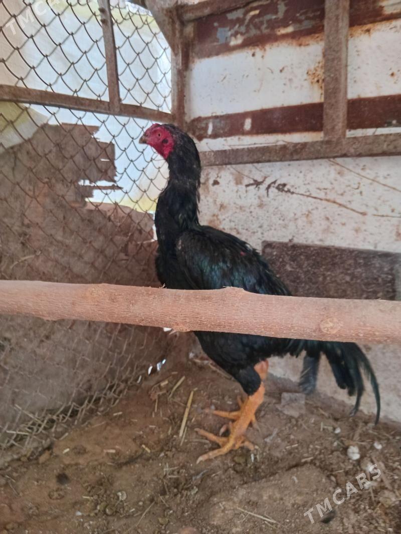 HOROZ - Мары - img 1