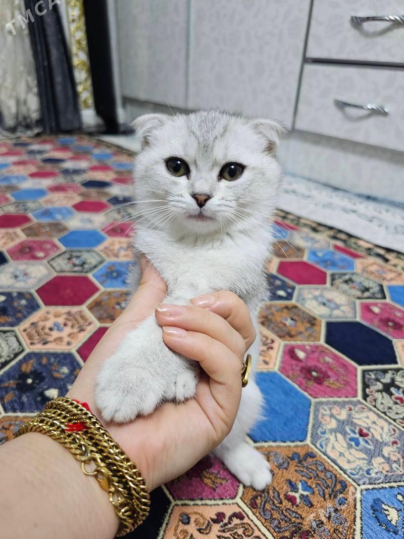 pisik - Хитровка - img 1