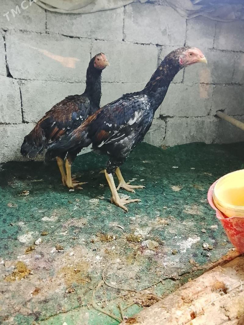 taskent - Багир - img 1